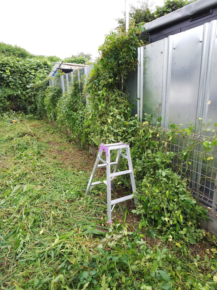 草刈りD 草刈りD